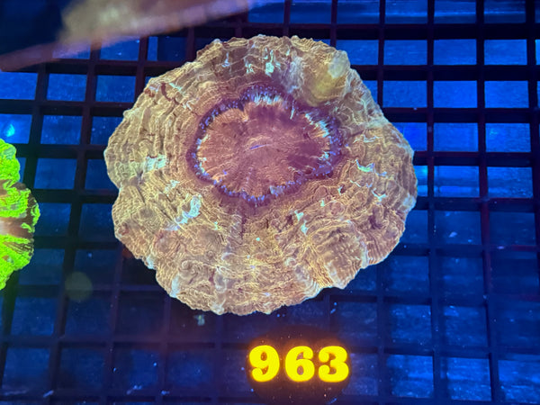 Episode 534 Live Sale Orange Tag #963 GOLDEN ACANTHO CORAL