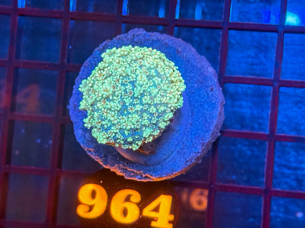 Episode 534 Live Sale Orange Tag #964 MULTI COLOR ALVEPORA COLONY