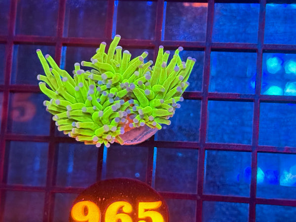 Episode 534 Live Sale Orange Tag #965 ULTRA TODDS TORCH