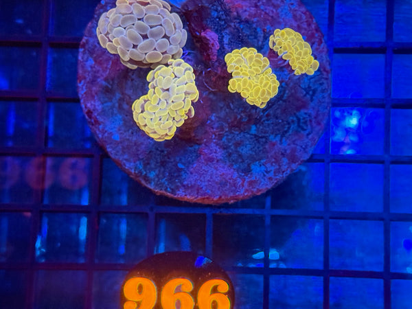 Episode 534 Live Sale Orange Tag #966 BI COLOR BRANCHING HAMMER COLONY