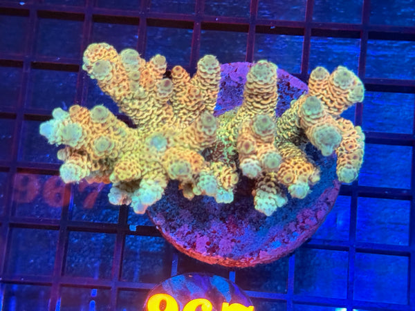 Episode 534 Live Sale Orange Tag #967 MILLIPORA COLONY