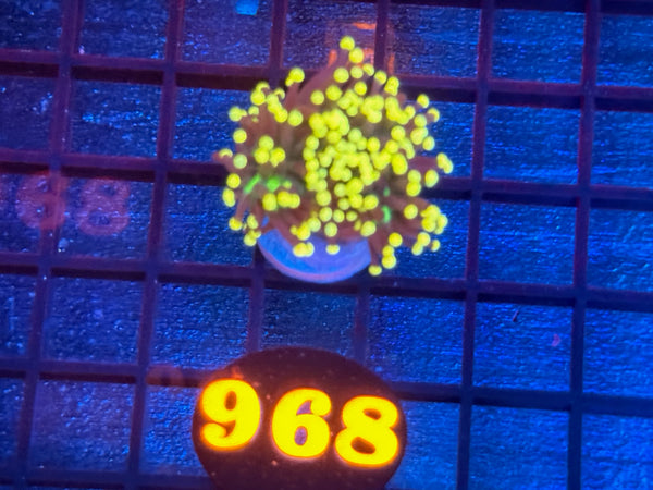 Episode 534 Live Sale Orange Tag #968 RASTA TORCH