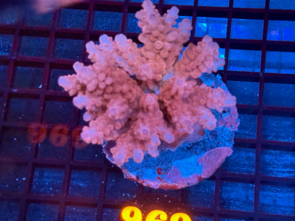 Episode 534 Live Sale Orange Tag #969 ACRO COLONY