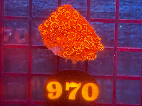 Episode 534 Live Sale Orange Tag #970 RED FLOWERPOT