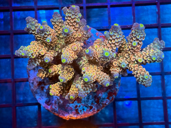 Episode 534 Live Sale Orange Tag #971 ACRO COLONY