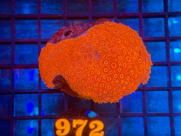 Episode 534 Live Sale Orange Tag #972 RED FLOWERPOT