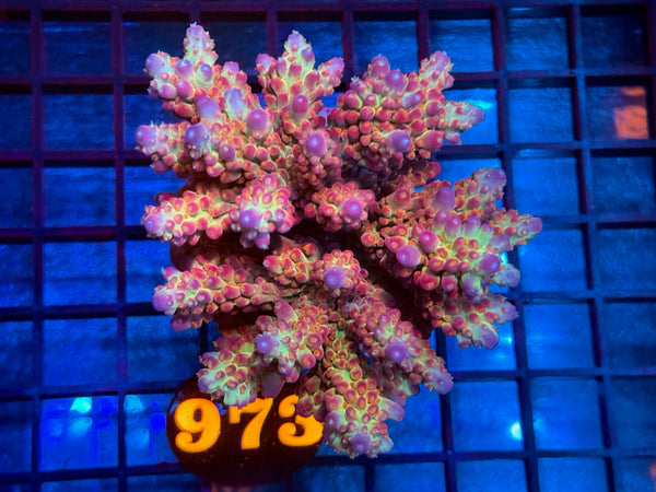 Episode 534 Live Sale Orange Tag #973 ACRO COLONY