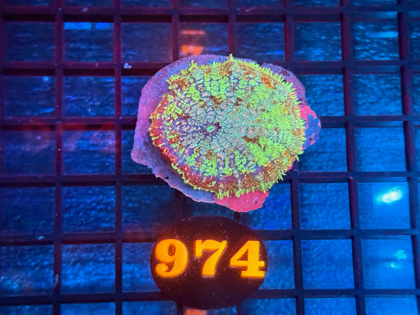 Episode 534 Live Sale Orange Tag #974 MUSHROOM FRAG