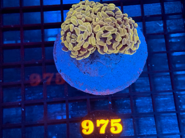 Episode 534 Live Sale Orange Tag #975 BI COLOR BRANCHING HAMMER COLONY