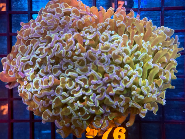 Episode 534 Live Sale Orange Tag #976 BICOLOR WALL HAMMER