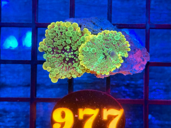 Episode 534 Live Sale Orange Tag #977 BOUNCE MUSHROOM