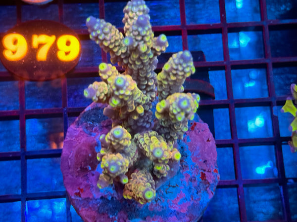 Episode 534 Live Sale Orange Tag #978 ACRO COLONY