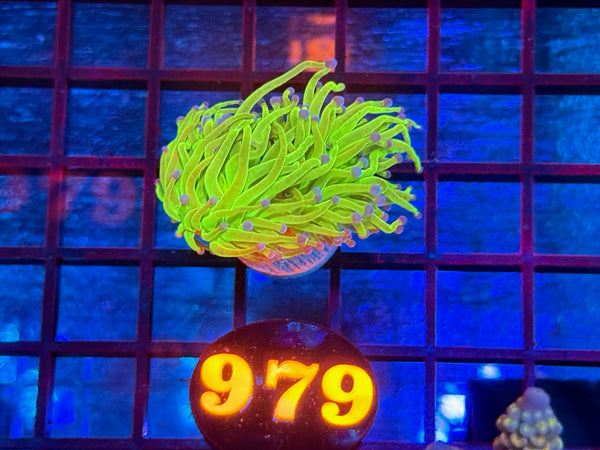 Episode 534 Live Sale Orange Tag #979 ULTRA TODDS TORCH