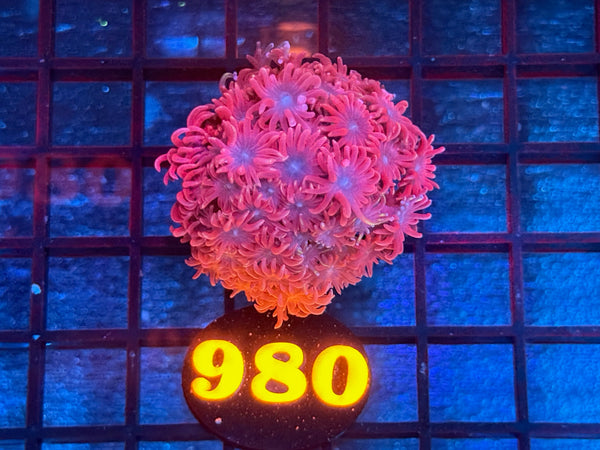 Episode 534 Live Sale Orange Tag #980 MULTI COLOR ALVEPORA COLONY