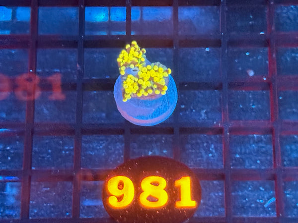 Episode 534 Live Sale Orange Tag #981 RASTA TORCH