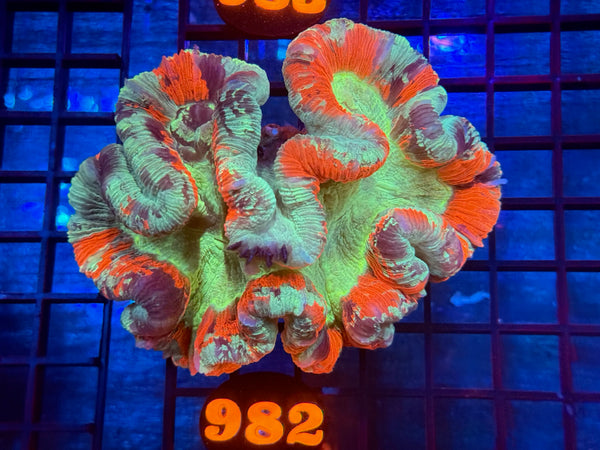 Episode 534 Live Sale Orange Tag #982 ULTRA WELLSO COLONY