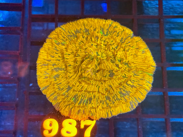 Episode 534 Live Sale Orange Tag #987 SPECKLED GOLDEN PLATE CORAL