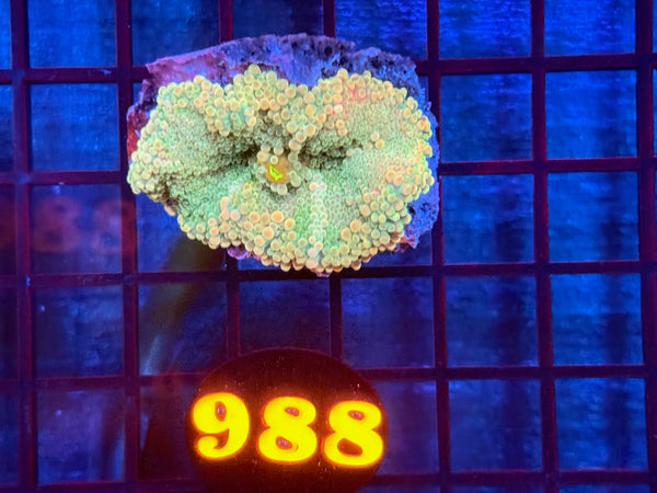 Episode 534 Live Sale Orange Tag #988 BOUNCE MUSHROOM