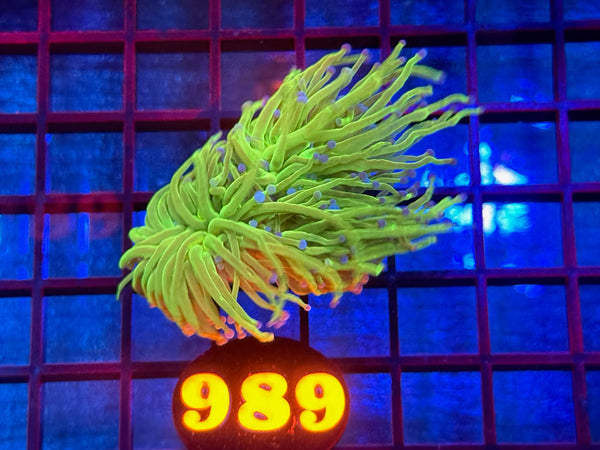 Episode 534 Live Sale Orange Tag #989 ULTRA TODDS TORCH