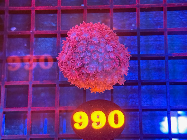 Episode 534 Live Sale Orange Tag #990 MULTI COLOR ALVEPORA COLONY