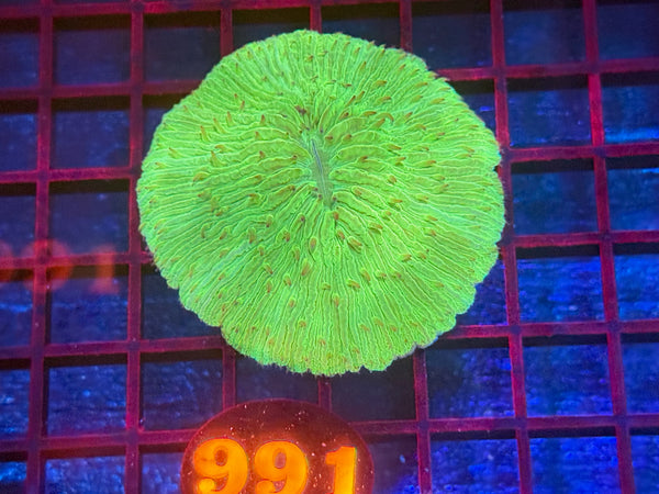 Episode 534 Live Sale Orange Tag #991 ULTRA GREEN PLATE CORAL