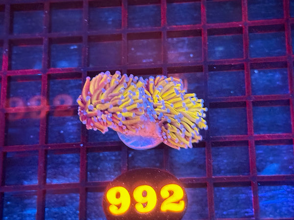 Episode 534 Live Sale Orange Tag #992 24K INDO GOLD TORCH