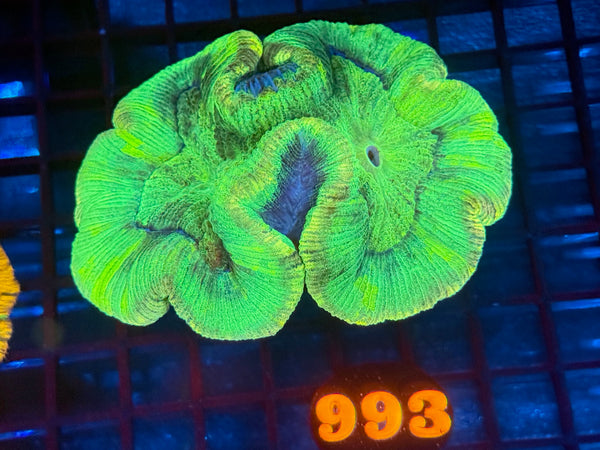 Episode 534 Live Sale Orange Tag #993 ULTRA WELLSO COLONY
