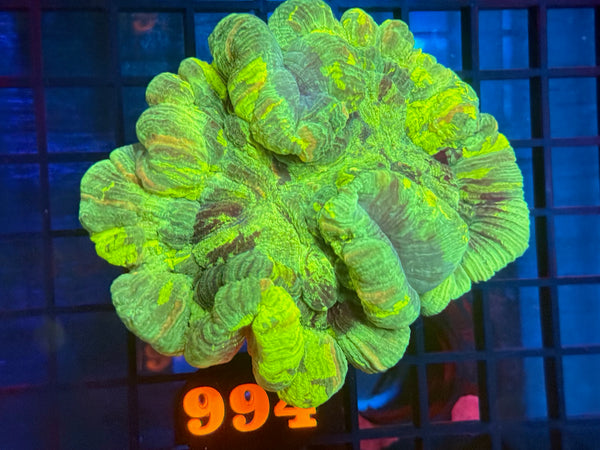 Episode 534 Live Sale Orange Tag #994 ULTRA WELLSO COLONY