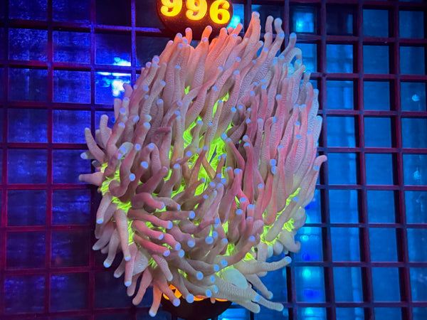 Episode 534 Live Sale Orange Tag #995 ULTRA HELIOFUNGIA PLATE ANENOME