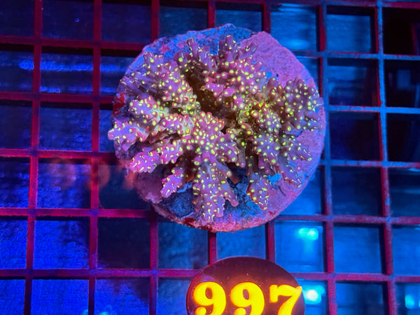 Episode 534 Live Sale Orange Tag #997 TRICOLOR VILLEDA