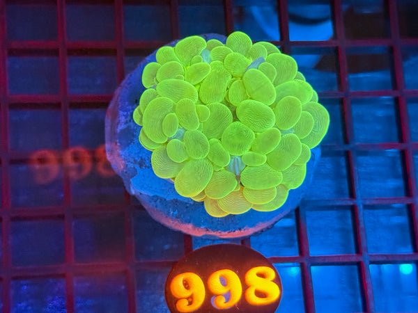 Episode 534 Live Sale Orange Tag #998 ULTRA GREEN BUBBLE CORAL