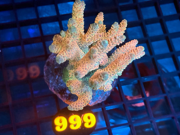 Episode 534 Live Sale Orange Tag #999 MILLIPORA COLONY
