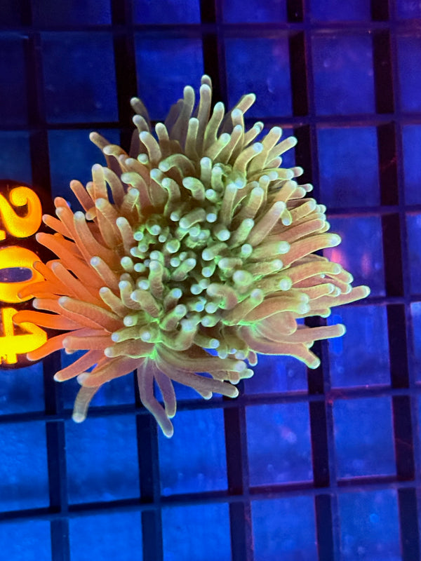 Episode 536 Live Sale Orange Tag #204 GREEN TORCH