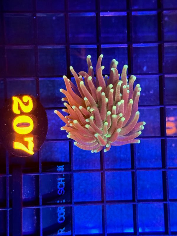 Episode 536 Live Sale Orange Tag #207 INDO TORCH