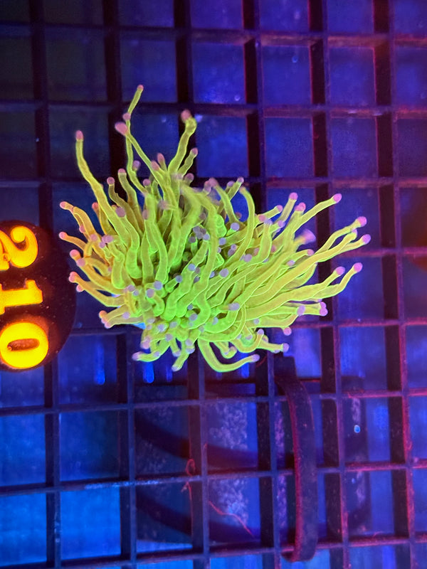 Episode 536 Live Sale Orange Tag #210 ULTRA TODDS TORCH