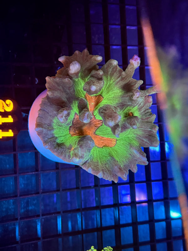 Episode 536 Live Sale Orange Tag #211 PECTINIA CORAL