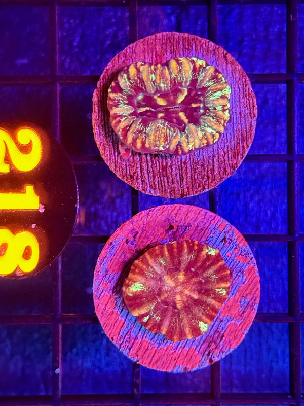 Episode 536 Live Sale Orange Tag #218 2 LOT BUTTON SCOLLYS