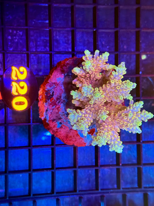 Episode 536 Live Sale Orange Tag #220 ACRO COLONY