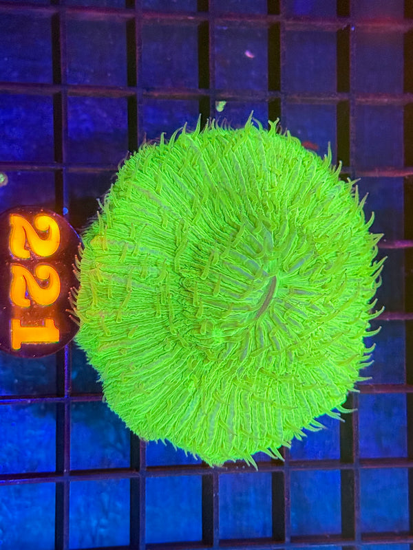 Episode 536 Live Sale Orange Tag #221 GREEN PLATE CORAL