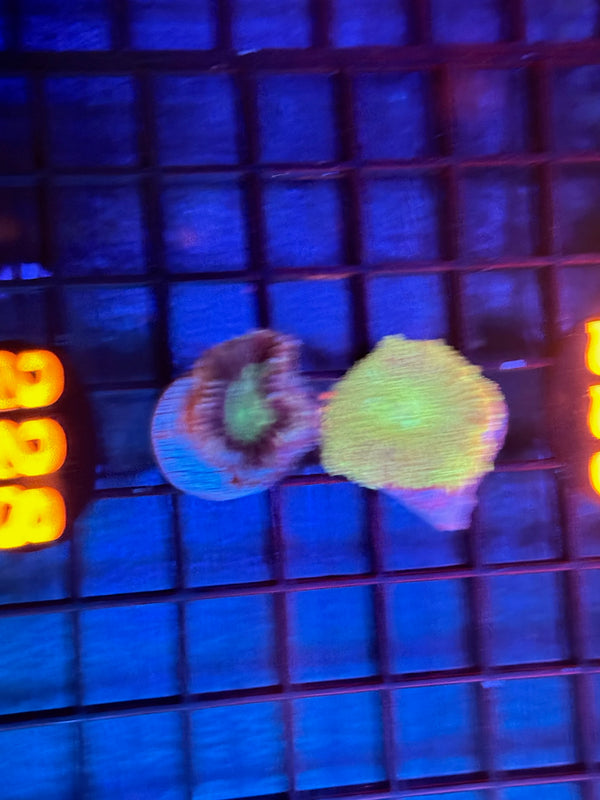 Episode 536 Live Sale Orange Tag #228 2 LOT FRAG PACK