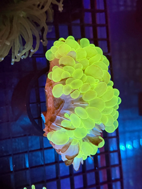 Episode 536 Live Sale Orange Tag #230 GREEN BUBBLE CORAL