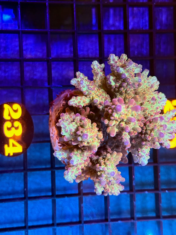 Episode 536 Live Sale Orange Tag #234 ACRO COLONY