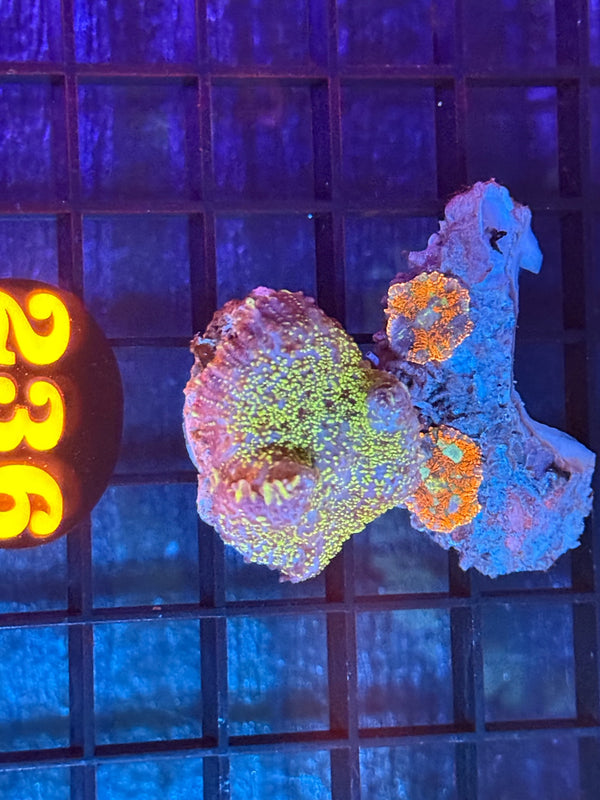 Episode 536 Live Sale Orange Tag #236 2 LOT FRAG PACK