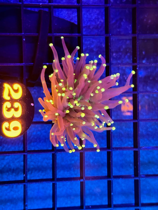 Episode 536 Live Sale Orange Tag #239 INDO JOKERS TORCH