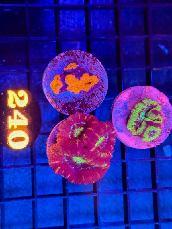 Episode 536 Live Sale Orange Tag #240 3 LOT ACAN PACK
