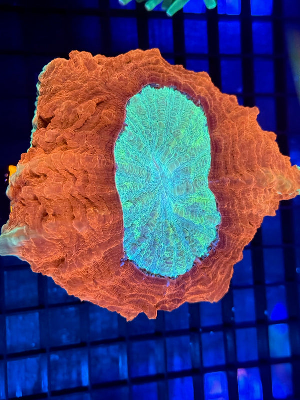 Episode 536 Live Sale Orange Tag #243 X-MAS ACANTHO COLONY