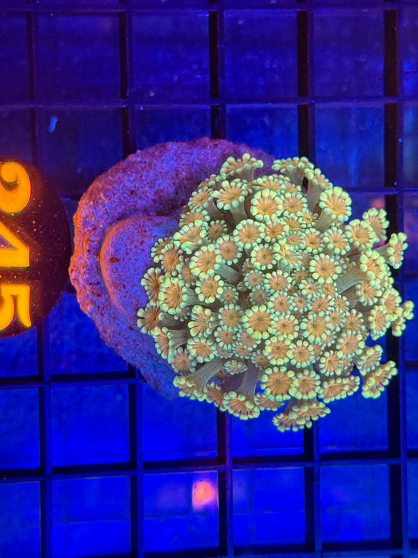 Episode 536 Live Sale Orange Tag #245 MULTI COLOR FLOWERPOT