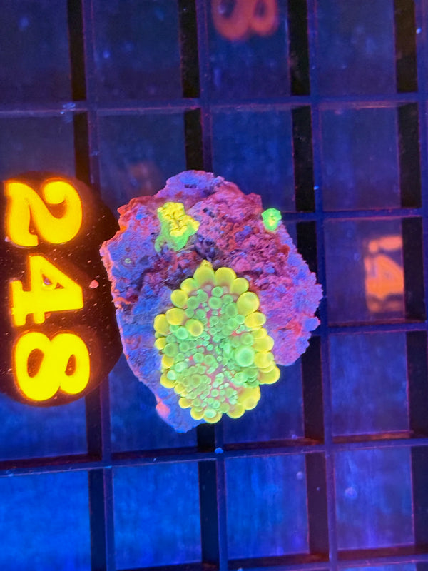 Episode 536 Live Sale Orange Tag #248 BOUNCING YUMA MUSHROOM