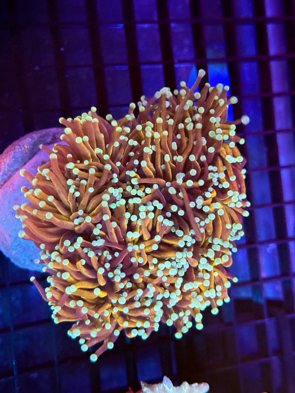 Episode 536 Live Sale Orange Tag #249 DRAGONS BREATH TORCH COLONY