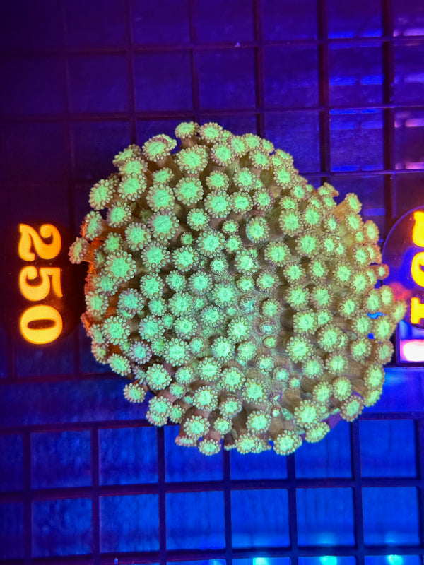 Episode 536 Live Sale Orange Tag #250 FLOWERPOT COLONY